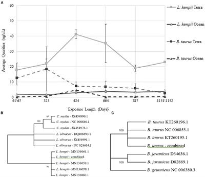 Mitochondrial DNA Evaluation and Species Identification of Kemp’s Ridley Sea Turtle (Lepidochelys kempii) Bones After a 3-Year Exposure to Submerged Marine and Terrestrial Environments